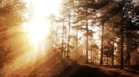 Sunny autumn forest background loop animation Video stock 68190800