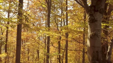 Sunny autumn forest Video stock 112079048