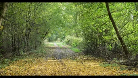 Sunny Autumn Forest Path Covered with Leaves Stock Footage 319041065