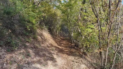 Sunny Autumn Forest Path Covered with Leaves and Green Trees Stock Footage 320161711