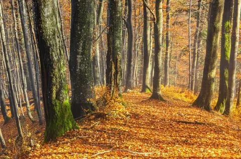 Sunny autumn forest. 스톡 사진