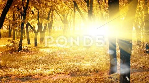 Sunny autumn morning Stock Illustration