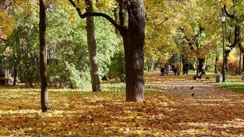 Sunny autumn park colorful trees and sunlight Stock Footage 162372453