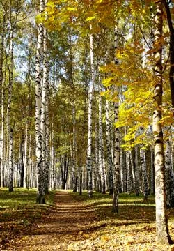 Sunny autumn path in the forest 스톡 사진