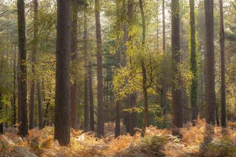 Sunny autumn woodland scene, New Forest, Hampshire, England, United Kingdom, Stock Photos