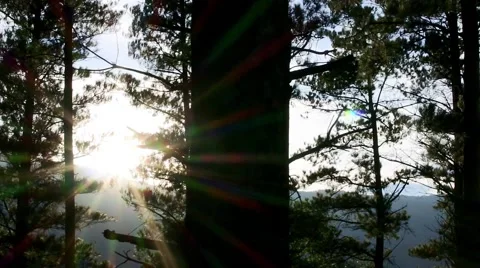 Sunny back light in the forest. Stock Footage 56483489