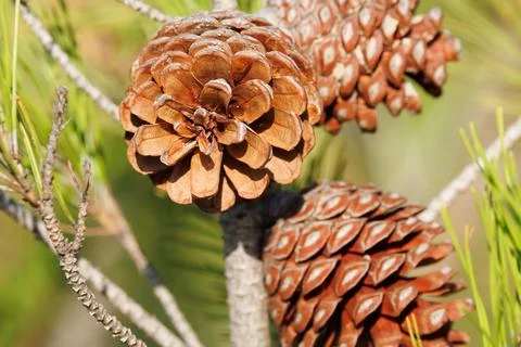 Sunny background with open pine cones on the tree, Spain Фото