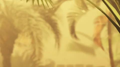 Sunny background with palm trees and soft light in a warm setting Stock Footage 342803638