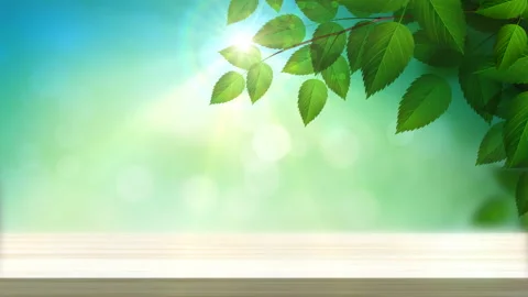 Sunny background with table and Natural branch with green leaves on the forest Stock Footage 104742663
