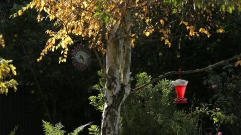Sunny Backyard Trees Stock-Footage 10720503