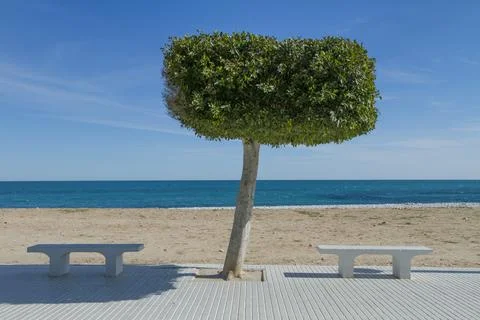 Sunny beach and tree with rectangular crown - one bench in the shade, another Stock Photos