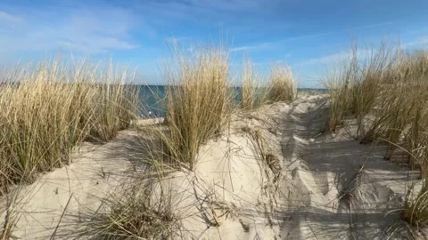 Sunny beach with dune grass in Graal-Mritz, Germany. Stock Footage 316698353