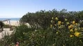 Sunny beach entrance with wild flowers foreground in Portimao Portugal 4k or 4k+ Resolution