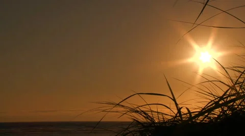 Sunny Beach Grass Blowing with Empty Space Stock-Footage 40726028