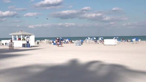 Sunny Beach Landscape with Palm Tree Shadow and Seagulls 動画素材 342562842
