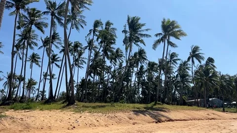 Sunny Beach with Palm Trees Stock Footage 287954429