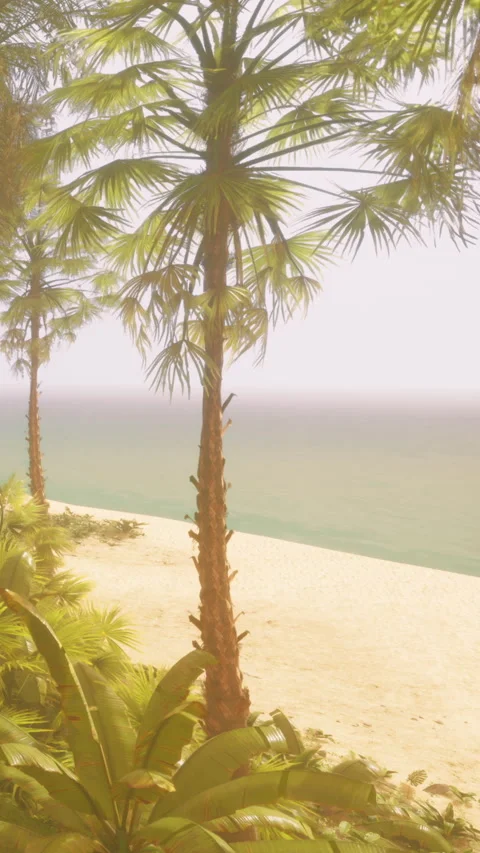 Sunny beach scene with palm trees and calm water near the shore Stock Footage 340266690