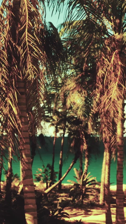 Sunny beach scene with palm trees and clear water in the background Stock Footage 342191002