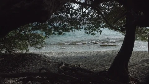 Sunny beach with tree Stock Footage 80380608