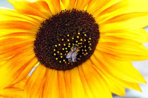 Sunny bee Stock Photos