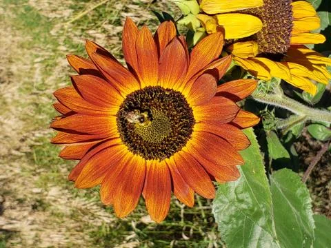 Sunny bee Stockfoto's