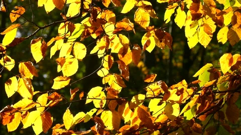 Sunny beech leaves in the forest - wind, closeup - autumn background Stock Footage 145800005