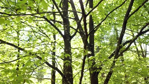 Sunny beech tree crown with green leaves Stock Footage 340589831