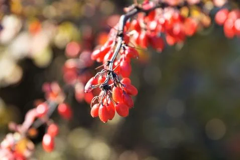 Sunny berries Stock Photos
