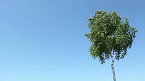 Sunny Birch Stock Footage 11240131