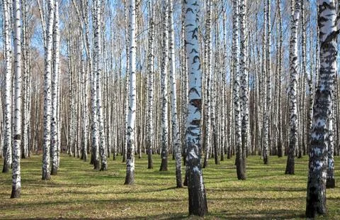 Sunny birch forest in first spring greens Stock Photos