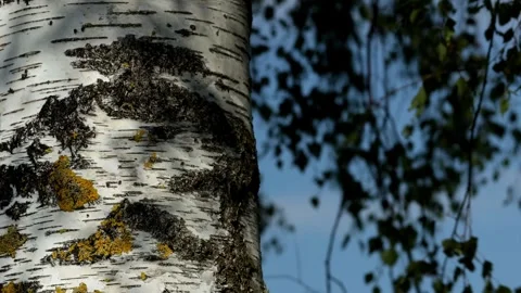 A sunny birch tree 4k 25fps video Stock Footage 317515161
