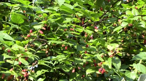 Sunny blackberry tree Stock Footage 8677773