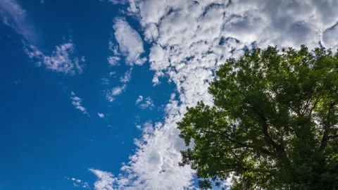 Sunny Blue Sky Clouds and Tree Timelapse Video Video stock 337265784