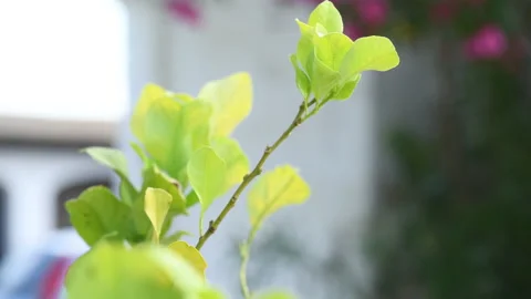 Sunny branches of spring trees with fresh young first green leaves Stock Footage 167947232