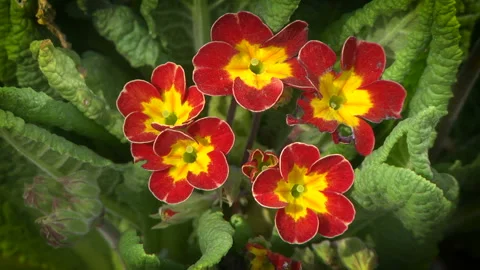 Sunny bright primroses Stock Footage 107828171
