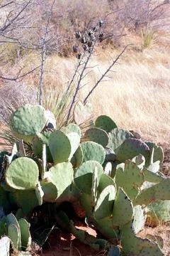 Sunny cactus Foto stock