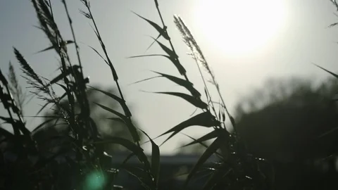 Sunny cane thicket on backlit Vídeo Stock 83226338