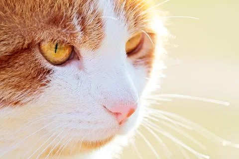 Sunny cat Stock-Fotos