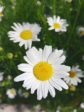 Sunny chamomile close-up Stockfoto's