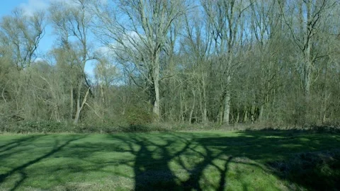 Sunny Clearing In Forest With Trees Video stock 234243404