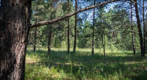 Sunny clearing in a pine forest Stock Photos