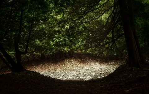 Sunny clearing with stones on forest path Stock Photos