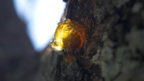 Sunny Close-up On A Dry Drop Of Tree Sap. Cherry Resin in france in Stock Footage 108165082