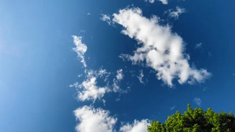 Sunny cloud time lapse with the top of a tree in the foreground Stock-Footage 130146606