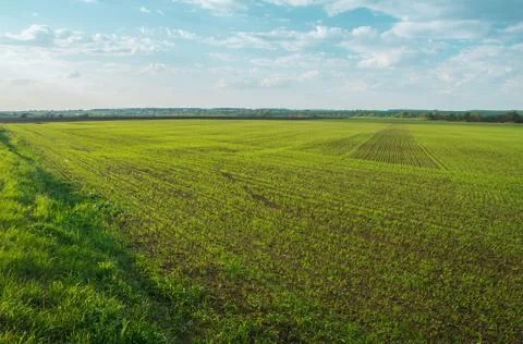 Sunny cloudscape under the green field Stock Photos
