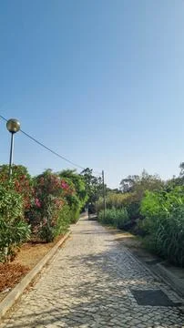 Sunny cobblestone pathway lined with lush green vegetation and blooming pin.. 库存照片
