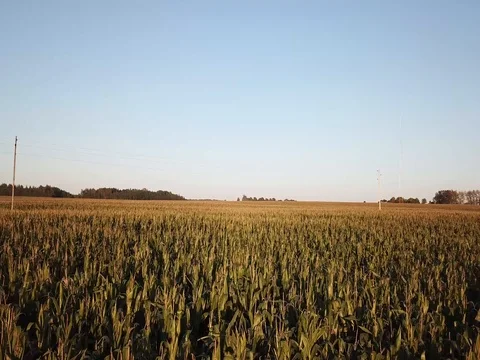 Sunny corn field Stock Footage 80334449