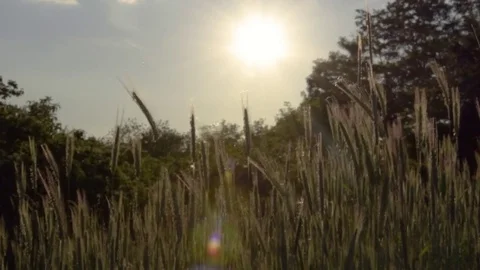 Sunny Cornfield Stock Footage 76046206