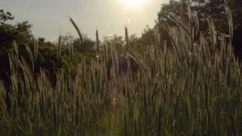 Sunny Cornfield Stock Footage 76046223