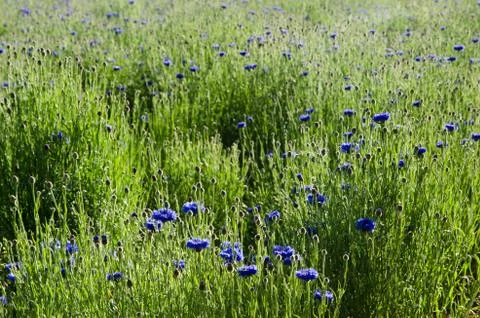 Sunny cornflowers Stock Photos
